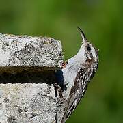 Short-toed Treecreeper