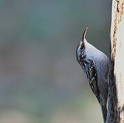 Short-toed Treecreeper