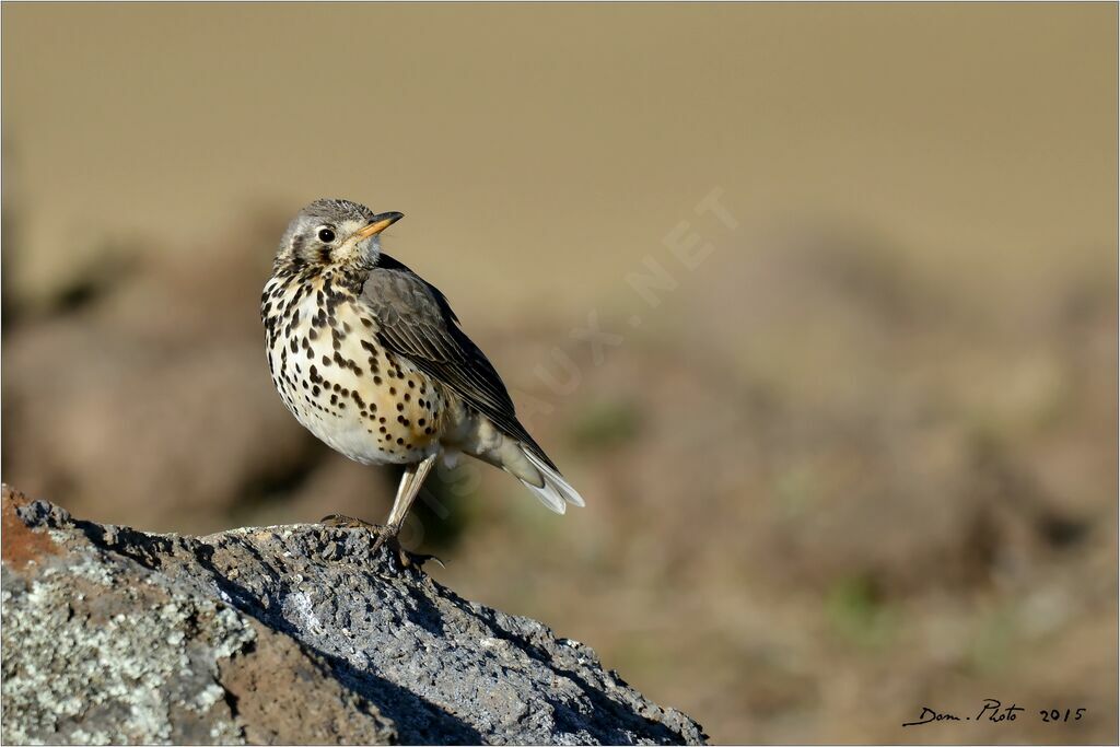 Ethiopian Thrush