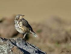 Ethiopian Thrush