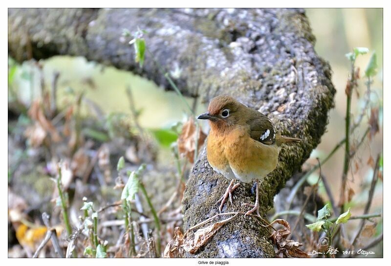 Abyssinian Ground Thrush