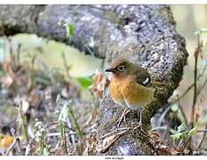 Abyssinian Ground Thrush