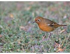 Abyssinian Ground Thrush