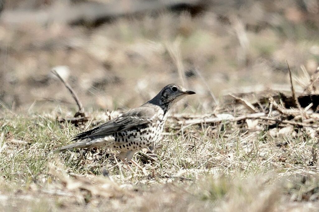 Mistle Thrush