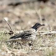 Mistle Thrush