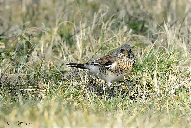 Fieldfare