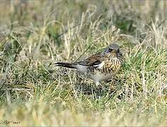 Fieldfare