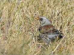 Fieldfare