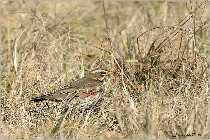 Redwing
