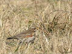 Redwing