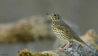 Song Thrush