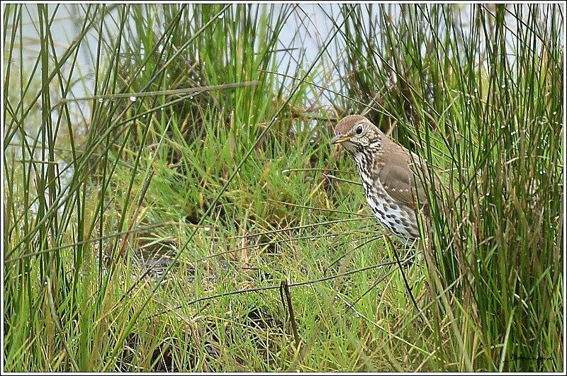 Song Thrush