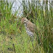 Song Thrush