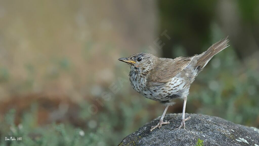 Song Thrush