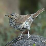 Song Thrush