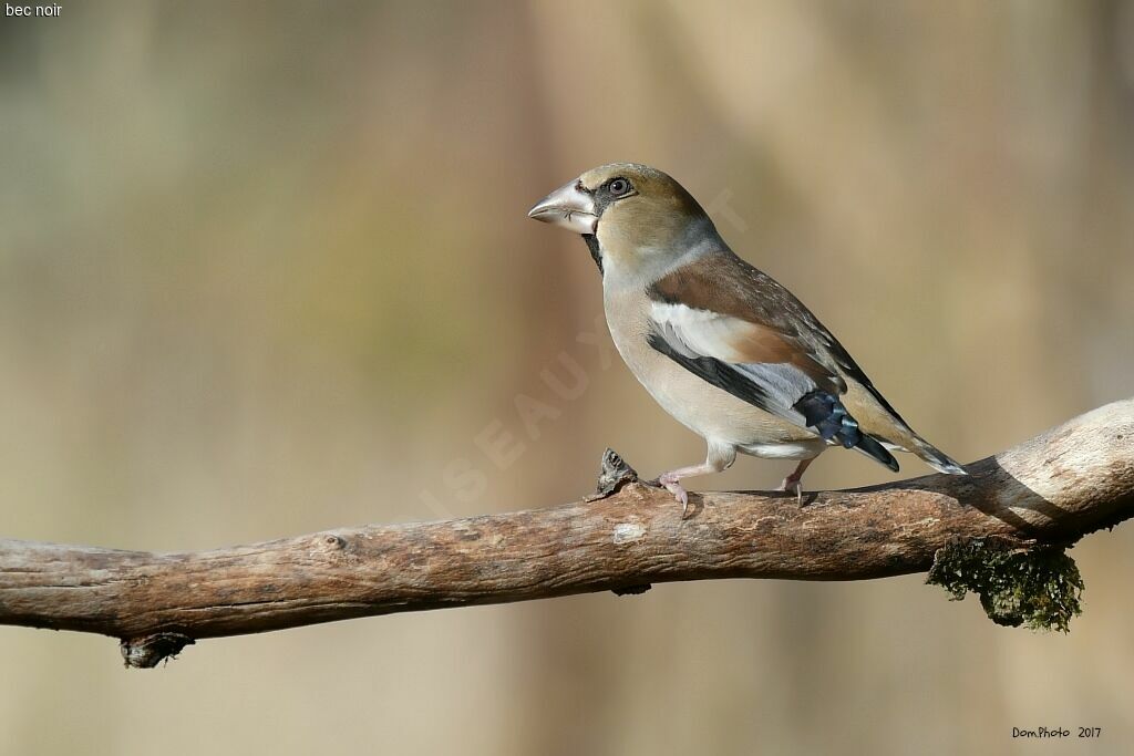 Hawfinch