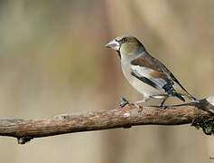 Hawfinch