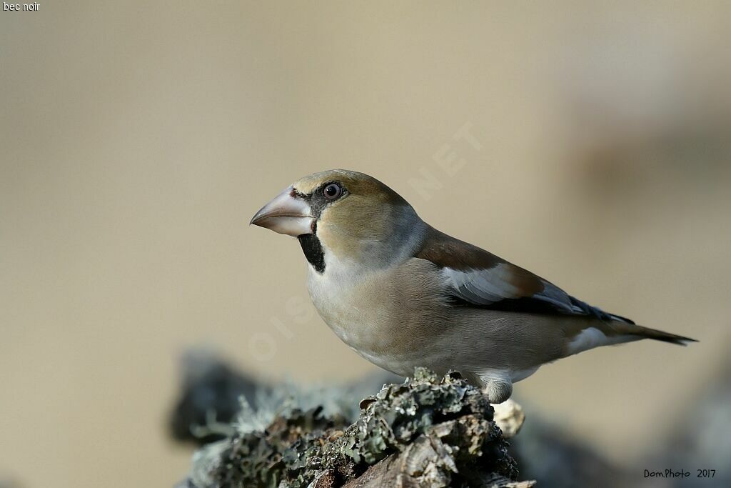 Hawfinch