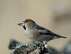 Hawfinch