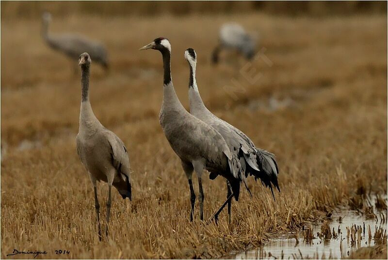 Common Crane