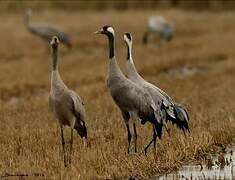 Common Crane