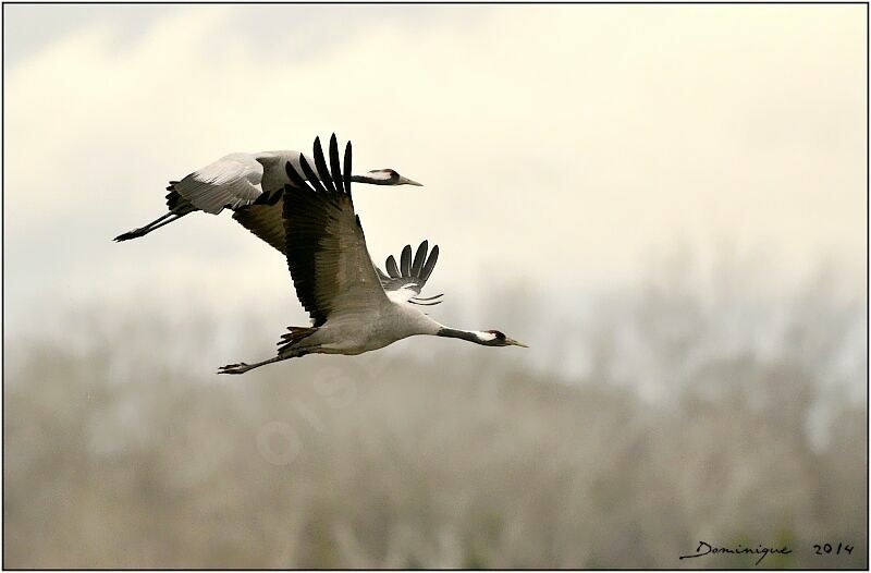 Common Crane