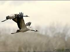 Common Crane