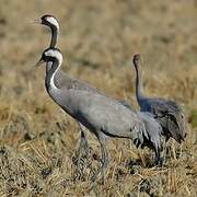 Common Crane