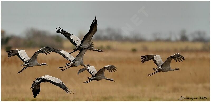 Common Crane