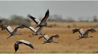 Common Crane