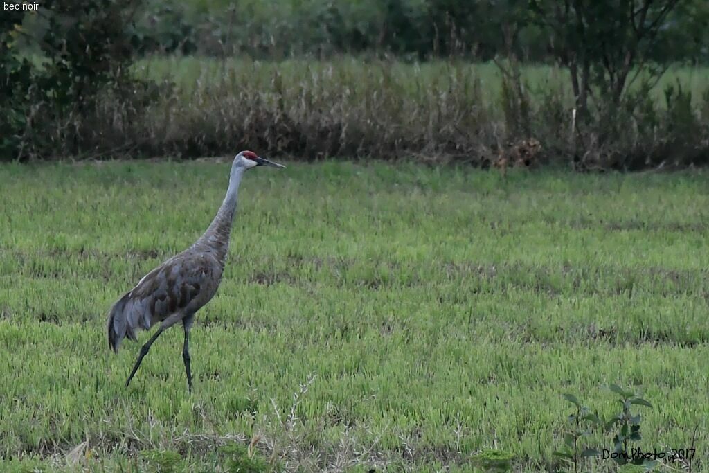 Sandhill Crane