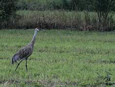 Sandhill Crane