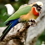 White-fronted Bee-eater