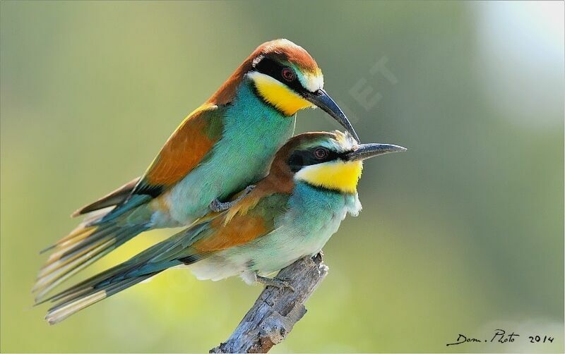 European Bee-eater