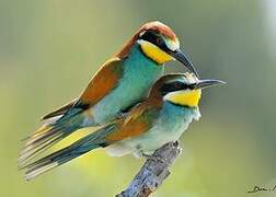 European Bee-eater