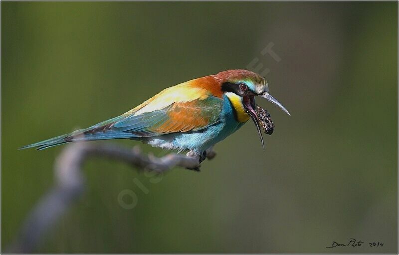 European Bee-eater, feeding habits, Behaviour