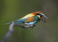 European Bee-eater