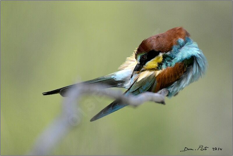 European Bee-eater