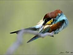 European Bee-eater