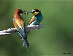 European Bee-eater