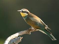 European Bee-eater