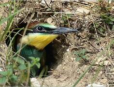 European Bee-eater