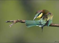 European Bee-eater