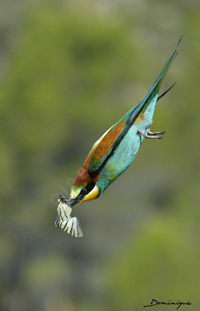 European Bee-eater