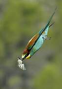 European Bee-eater