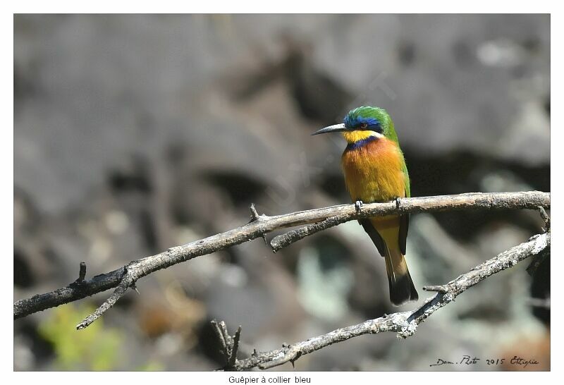 Ethiopian Bee-eater