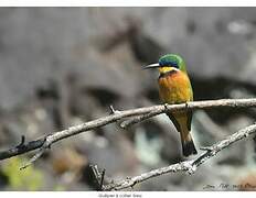 Ethiopian Bee-eater