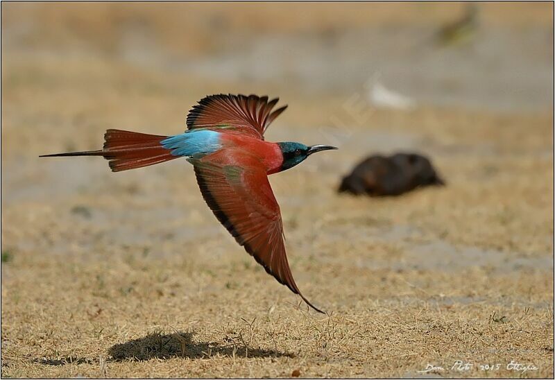 Northern Carmine Bee-eater