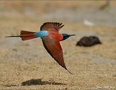 Northern Carmine Bee-eater