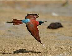 Northern Carmine Bee-eater